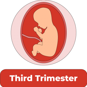 Third-Trimester